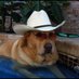 texasgentleman2025 (@texasgentl86995) Twitter profile photo texasgentleman2025 (@texasgentl86995) Twitter profile photo