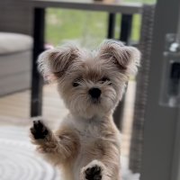 SMK (@saltyxer) 's Twitter Profile