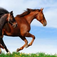 Küheylan gibi... (video arşivi -4) (@khylngb4) Twitter profile photo