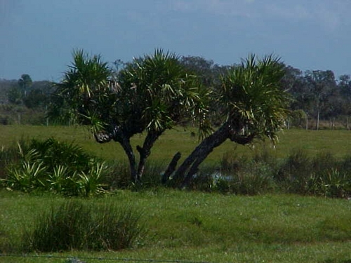 Writer and Rancher - My heart belongs to the Florida Backcountry.