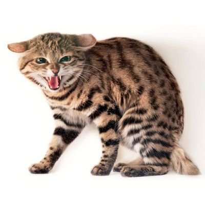 syie_asy's profile picture. 