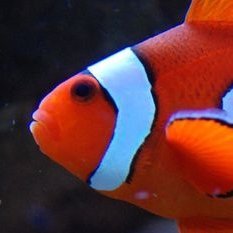 omw's profile picture. im a feesh