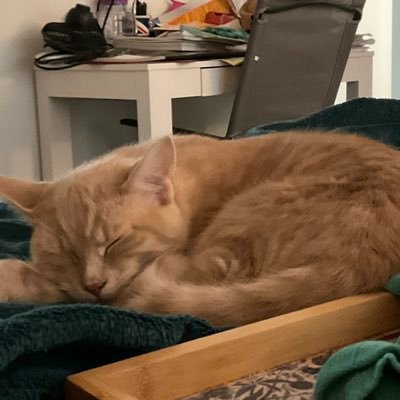 Salemcatlady's profile picture. Wife, Mom, Cat Mom-SUPERMAGA-100% For ISRAEL 🇮🇱-Christian with a Sailor Mouth and a Crochet Habit-WAR EAGLE 🦅