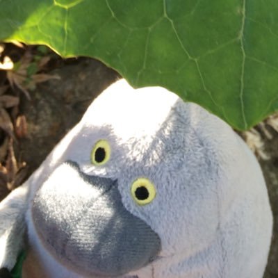 RUNc_t_'s profile picture. 気分屋、社会人10+n年生、コンフレークはザクザク派・おにぎり海苔はしっとり派