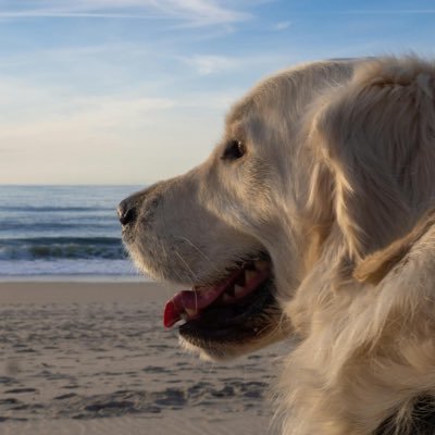 TheTapeTalk's profile picture. Wall Street , Geopolitics, Global macro