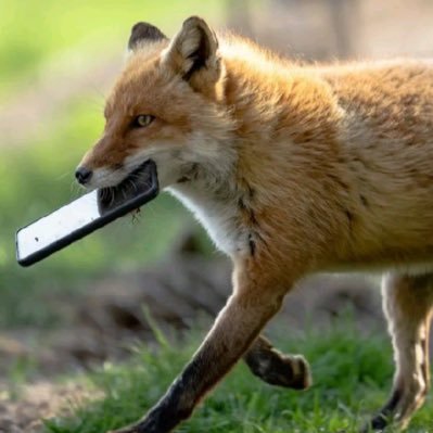 atypicalpickle's profile picture. 