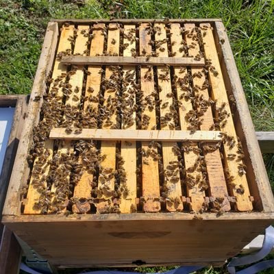 Loves: ☦☦☦, 🇺🇲🇺🇲🇺🇲, 👨👩👧👦, and 🐝🐝🐝🐝. I also enjoy people with common sense, creativity, and independent/critical thinking.
🚫DM 🚫SexBots**