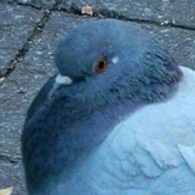 pigeonviolence's profile picture. 3d modeling amateur for @playrust                 
                stinky dumb girl