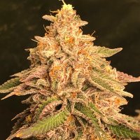 NPKush (@kushnp) 's Twitter Profile