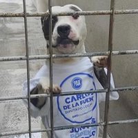 Carlos de la Fuente (@carlosdelafueav) 's Twitter Profile