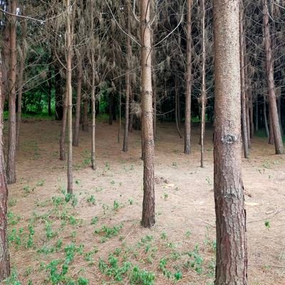 NathanielNjugu8's profile picture. 