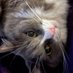 RealMonkeyTheCat (@realmonkeycat) Twitter profile photo RealMonkeyTheCat (@realmonkeycat) Twitter profile photo