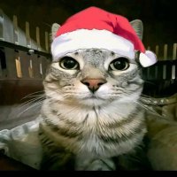 (navidad era🎄) adrian 🇵🇸☠(@adrian_dezka) 's Twitter Profile