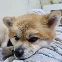 Gyeol-Pip (@hmkang4) 's Twitter Profile