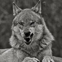wolf_trader 🐺 (@jituuuu_17) 's Twitter Profile