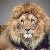 glombuk lion (@glombuk) 's Twitter Profile Photo glombuk lion (@glombuk) 's Twitter Profile Photo