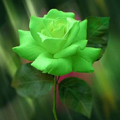 wandelon's profile picture. 