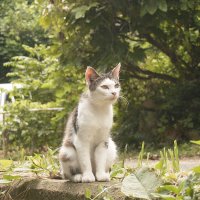 muro (@hakumai_200g) 's Twitter Profile Photo