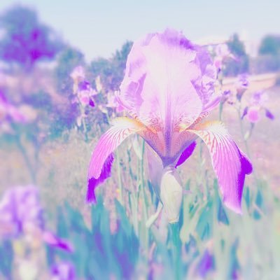 Ayame_Renee's profile picture. あやめです。20↑｜エンカクさんに狂ってガーデナーと化した夢女｜博♀受けと夢（その他何でも食べます）｜闘病中｜ぬい活とぬい服作り｜🔑@AyameRenee_2