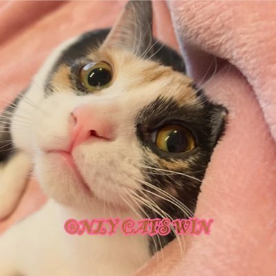 nene73's profile picture. #タロット #オラクルカード でメッセージを発信中|#レイキヒーリング レベルⅢ習得|#占星術 学んでます|猫に癒される毎日🩷|#藤井風 さん🩵|タロットとレイキと占星術の融合目指します✨| #太陽魚座 #月天秤座 #ASC獅子座 #INFJ-A