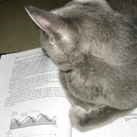 Studious Cat (@jackstevison) 's Twitter Profile