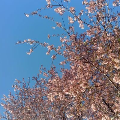 ihavebusymind's profile picture. 