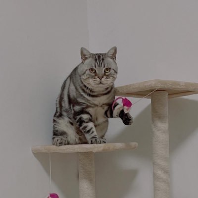 zx350996's profile picture. 