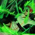 くれは!!!@固ツイ参加者募 (@llosumisumi) Twitter profile photo くれは!!!@固ツイ参加者募 (@llosumisumi) Twitter profile photo