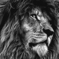 Simba (@simba____101) 's Twitter Profile