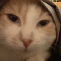 Edden Von (@vonedden78110) 's Twitter Profile