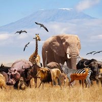 the wild life (@calvinlifee) 's Twitter Profile