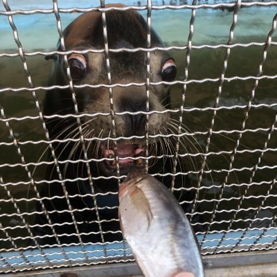 seal001216743's profile picture. 沼津へ旅行へ行ってラブライブ！サンシャイン‼︎にハマり、かつてのアニオタ魂が抑えられなくなりつつあるリトルデーモン👿推しはヨハネちゃん！と梨子ちゃん🌸Liella!にもハマり、かのんちゃんとメイちゃんを推してます🎧🐾最近は虹ヶ咲にも🌈