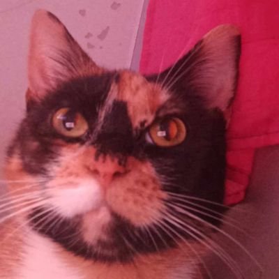 Kruk_dziczyzny's profile picture. kontrowersyjne posty
jebać