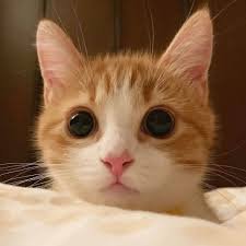 goyangi_s's profile picture. 💜💙💚❤