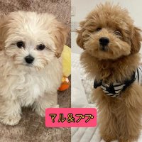 マルプーのマルとトイプーのププ (@maru_to_pupu) Twitter profile photo