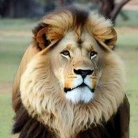 İyi Bir Galatasaraylı (@iyi_bir_adam) 's Twitter Profile