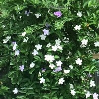 匂蕃茉莉 (@nioibanmatsuri1) 's Twitter Profile