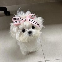ぴぴ (@wv9_8) 's Twitter Profile