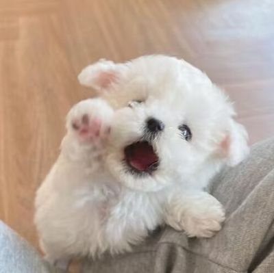 Rose_G1231's profile picture. *爱是万物之心