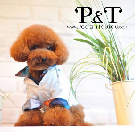 POOCHITOUTOU's profile picture. Pet + Fashion = Passion~♥