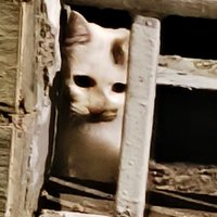滚 (@go_fuck_u_all) 's Twitter Profile