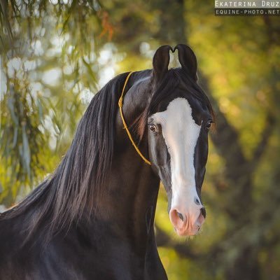 @baby_horse8