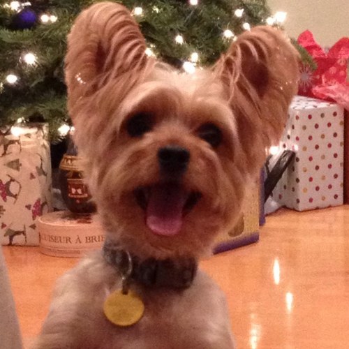 dennigenni's profile picture. 