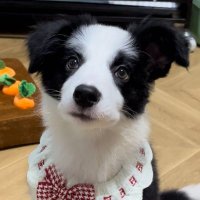 aaacharling (@aaacharlin327) 's Twitter Profile