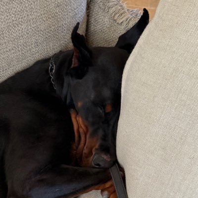 DatamanMinion's profile picture. 