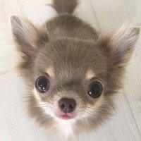ExtremistsOfReddit (@puppy1243684) 's Twitter Profile