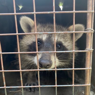 The best Exterminator this side of the Mississippi.