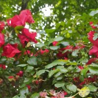 Beyzuş🌹 (@beyza_4598) Twitter profile photo