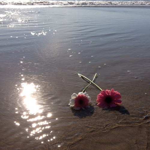 maseandsamsmom's profile picture. 