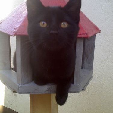 Profile Picture of Jana Marie-Shaw (@JanaMary_Shaw) on Twitter